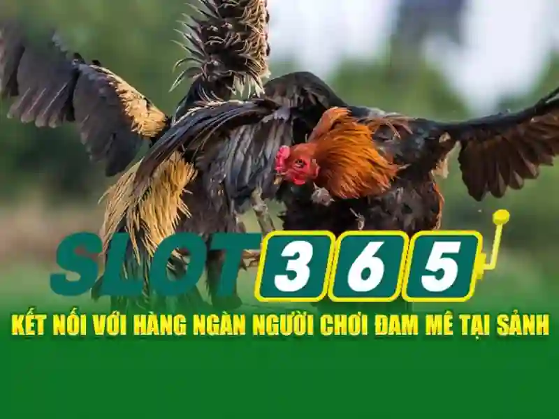 Slot365: Nền tảng cá cược trực tuyến đáng tin cậy