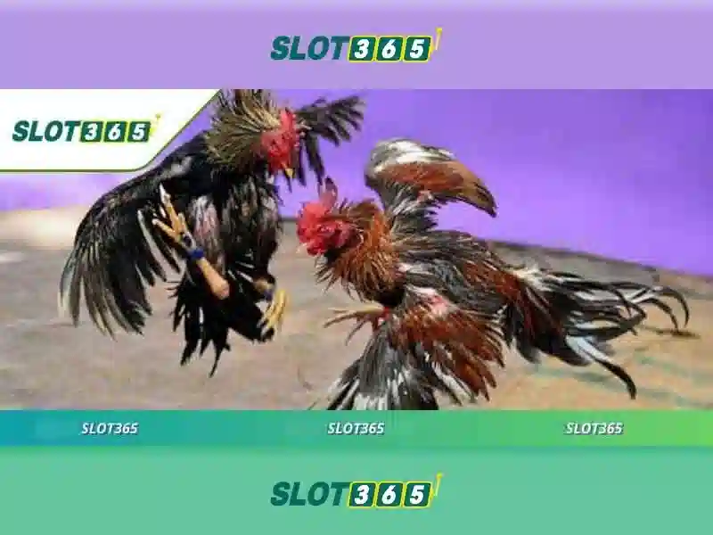 Slot365: Nền tảng máy slot trực tuyến hàng đầu Giao diện nhà cái hoàn hảo